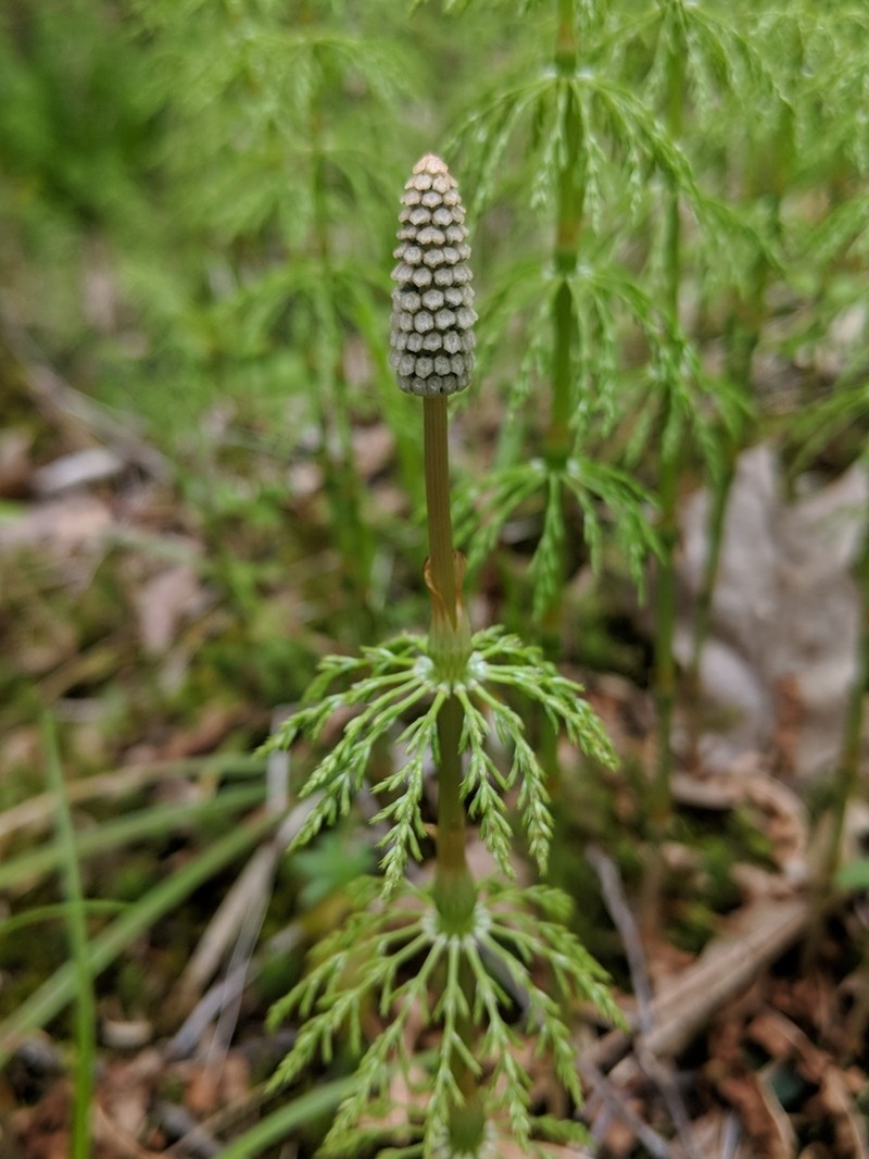 Woodland Horsetail photo 3