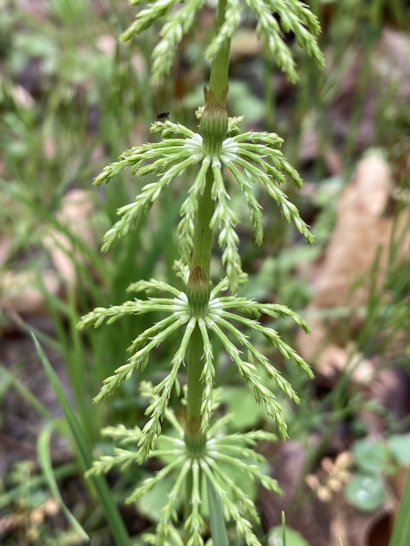 Woodland Horsetail photo 4