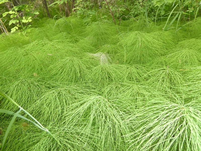Woodland Horsetail photo 5