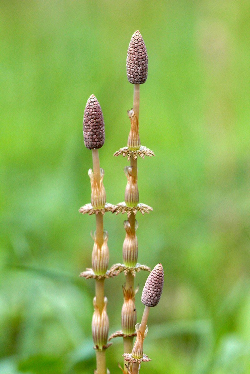 Woodland Horsetail photo 6
