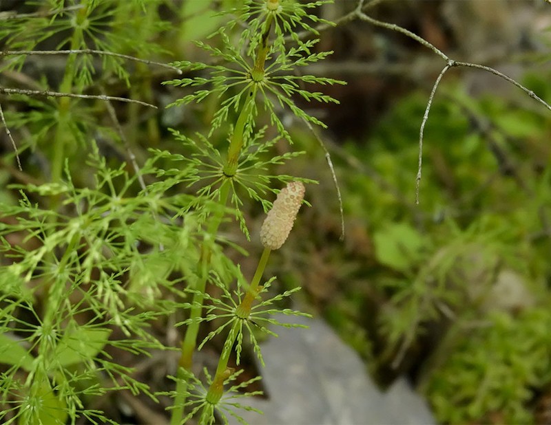 Woodland Horsetail photo 7