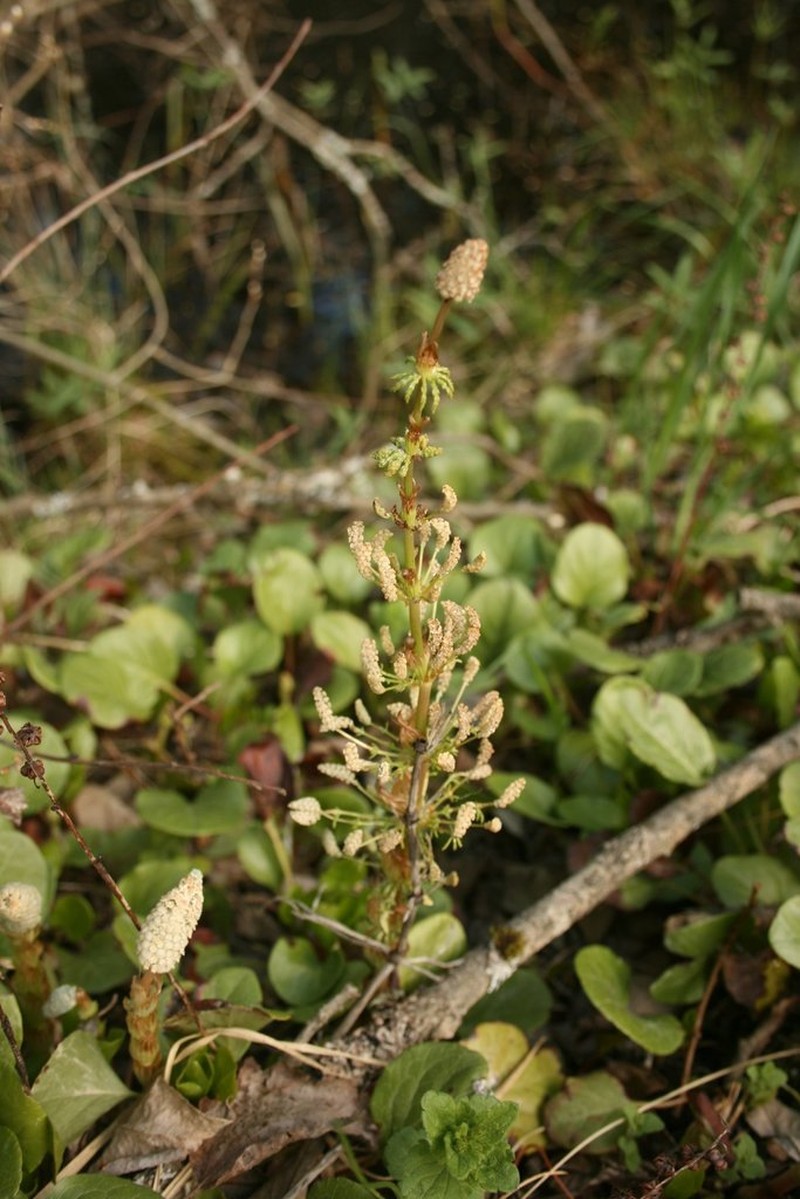 Woodland Horsetail photo 8