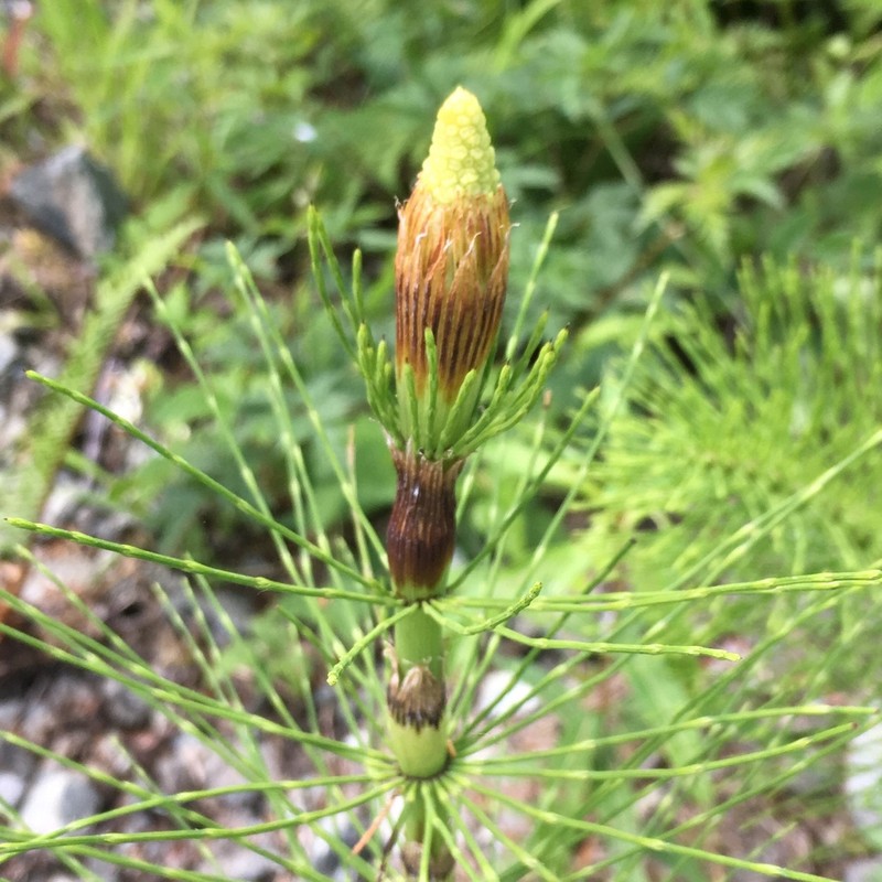 Giant Horsetail photo 2
