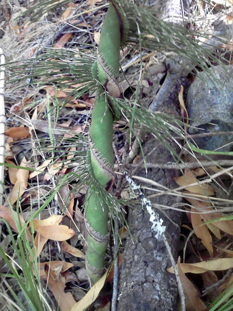 Giant Horsetail photo 3