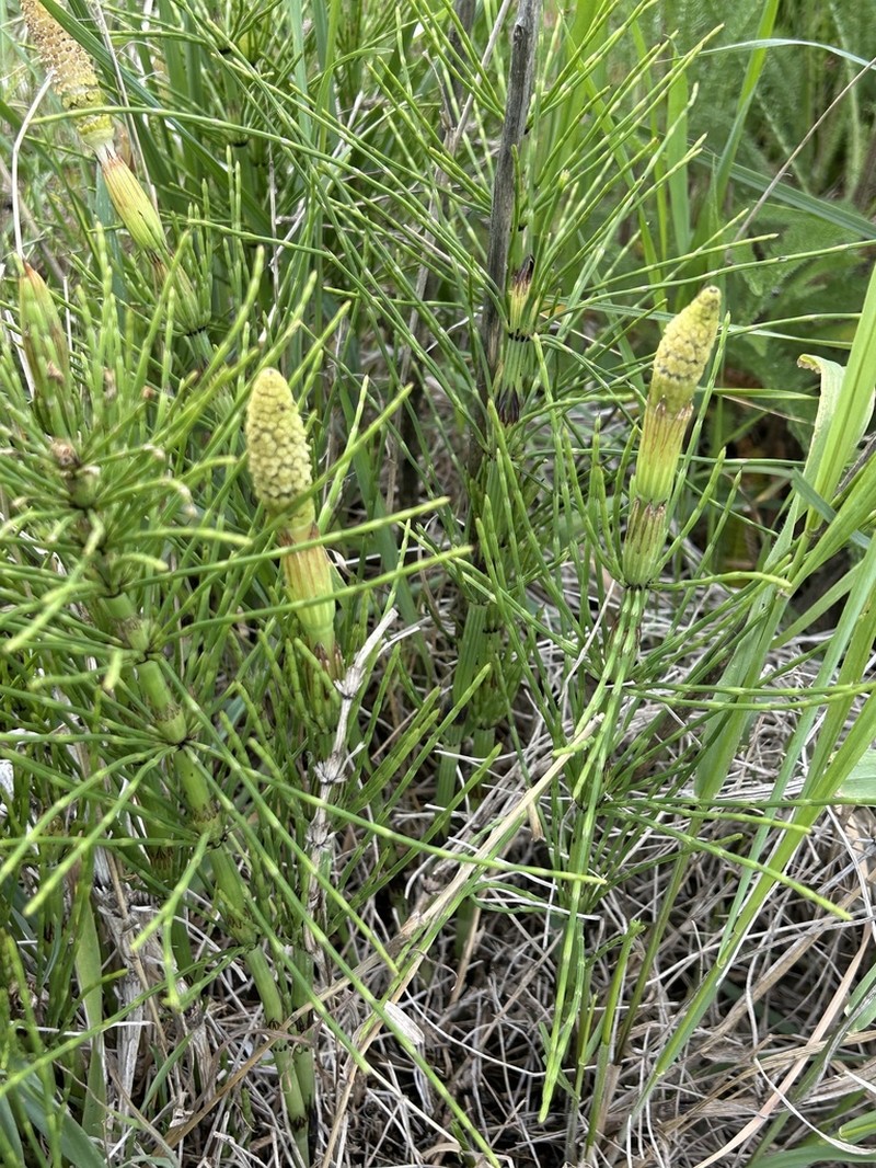 Giant Horsetail photo 4