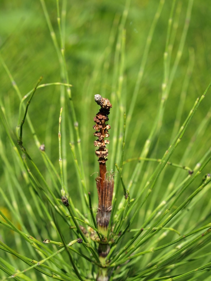 Giant Horsetail photo 5
