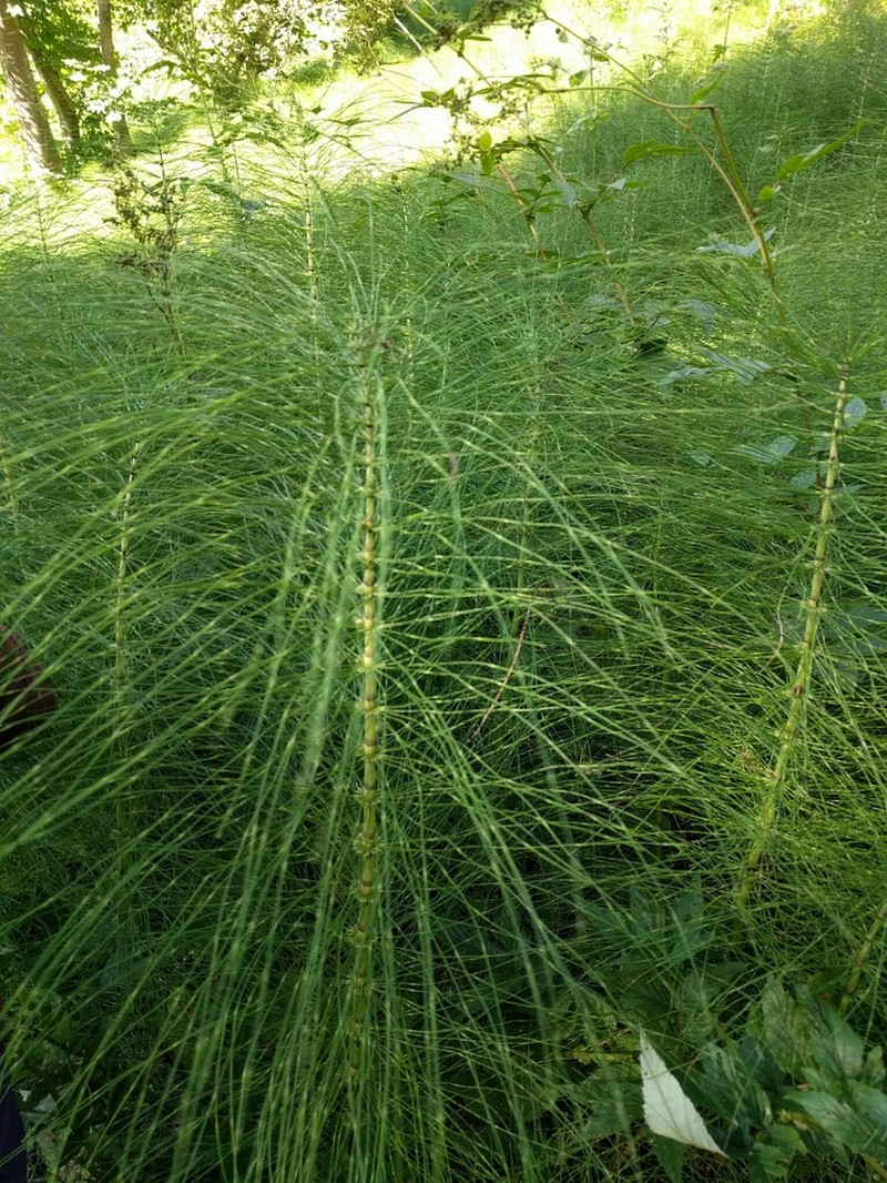 Giant Horsetail photo 6