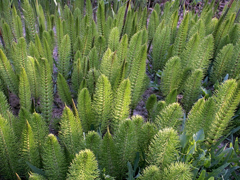 Giant Horsetail photo 7