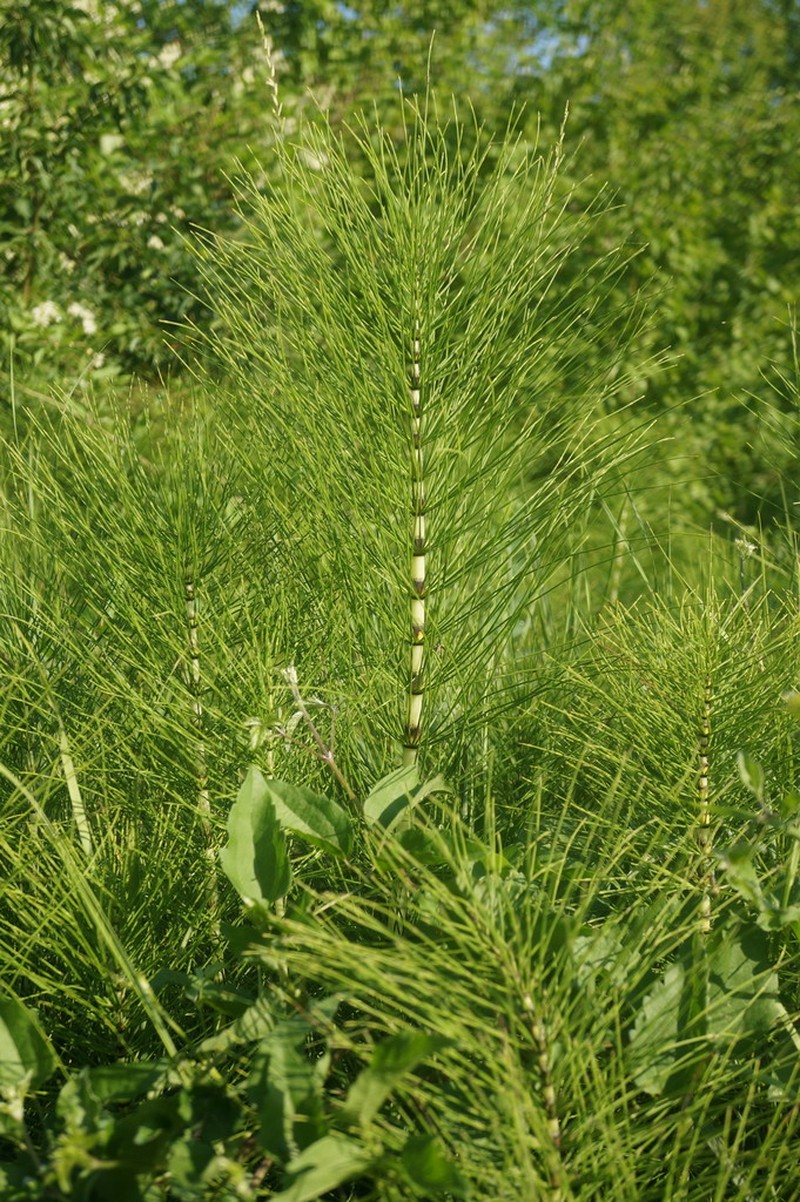 Giant Horsetail photo 8