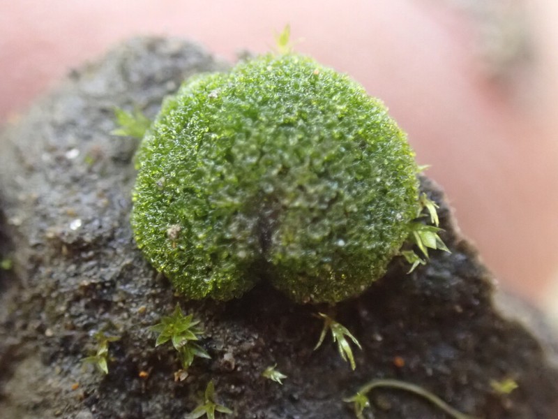 Variegated Scouringrush
