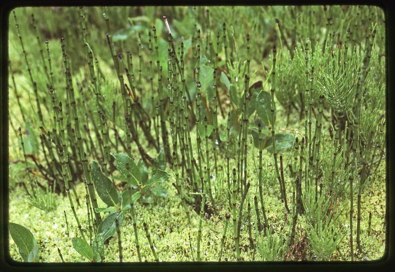 Variegated Scouringrush photo 2