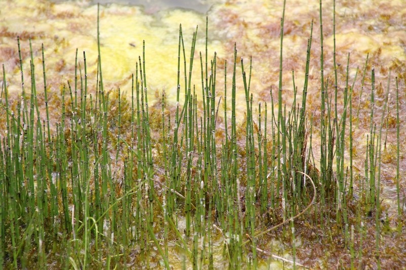 Variegated Scouringrush photo 3