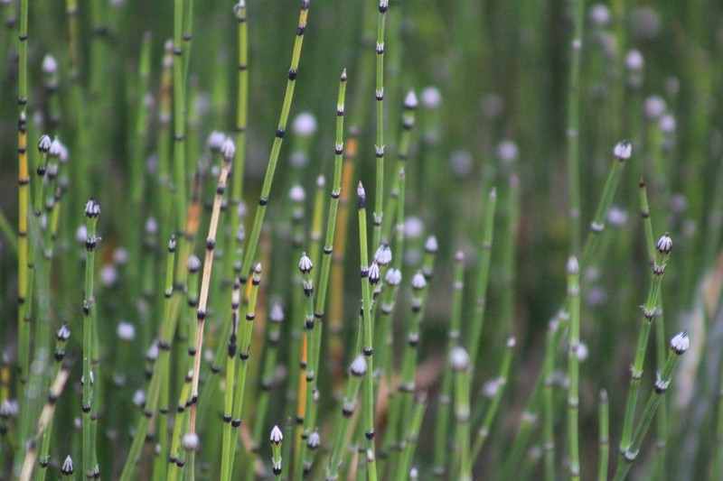 Variegated Scouringrush photo 4
