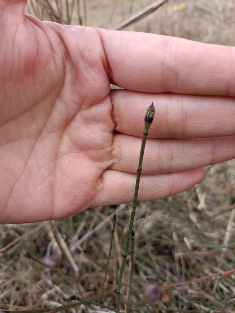 Variegated Scouringrush photo 5