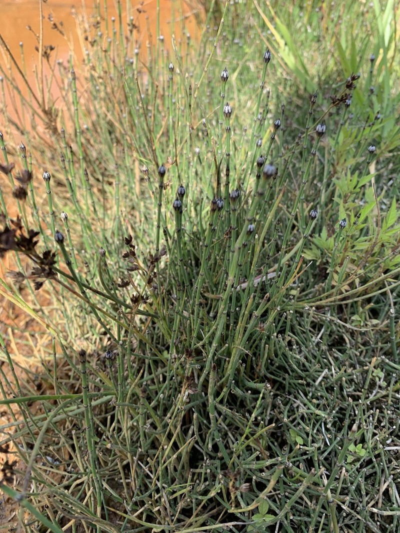 Variegated Scouringrush photo 6
