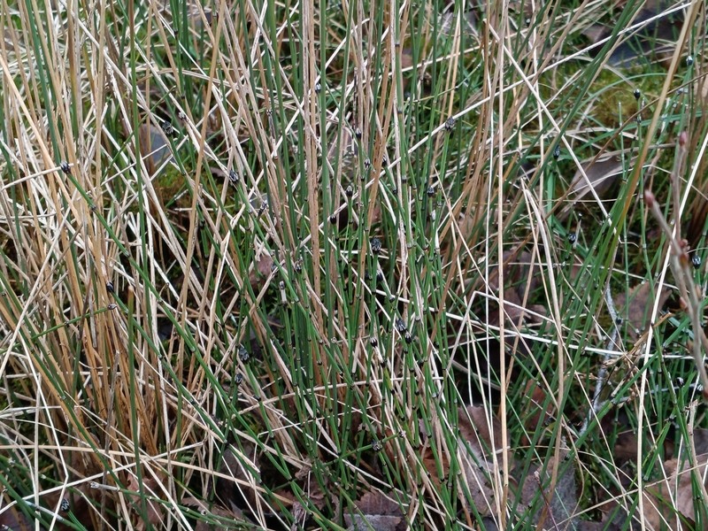 Variegated Scouringrush photo 7
