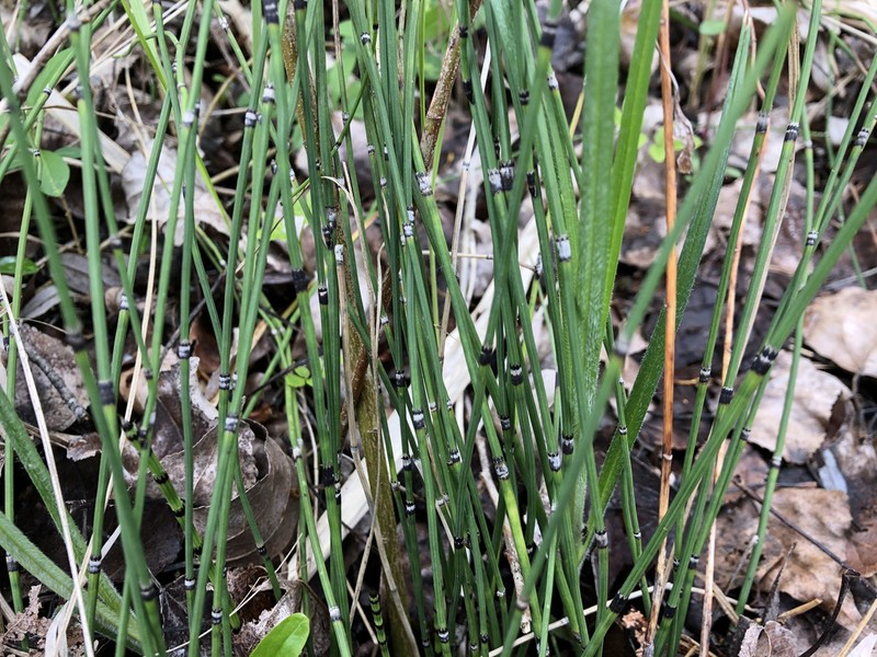 Variegated Scouringrush photo 8