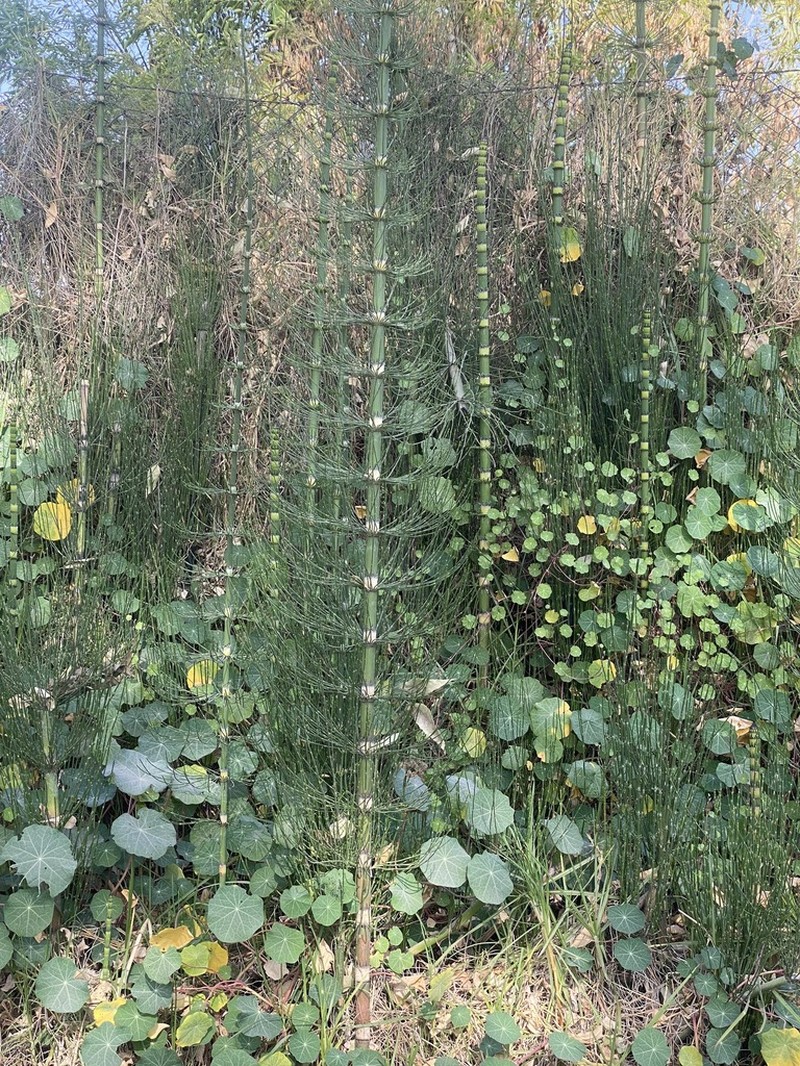 Equisetum xylochaetum photo 2