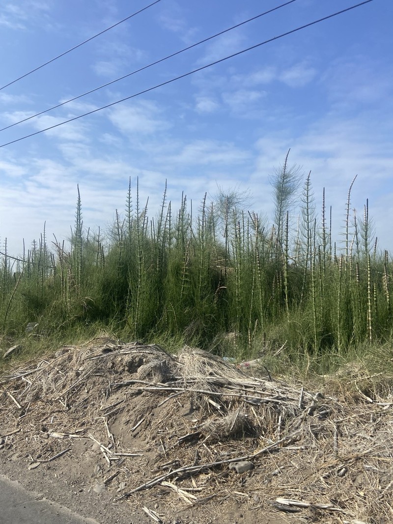 Equisetum xylochaetum photo 3