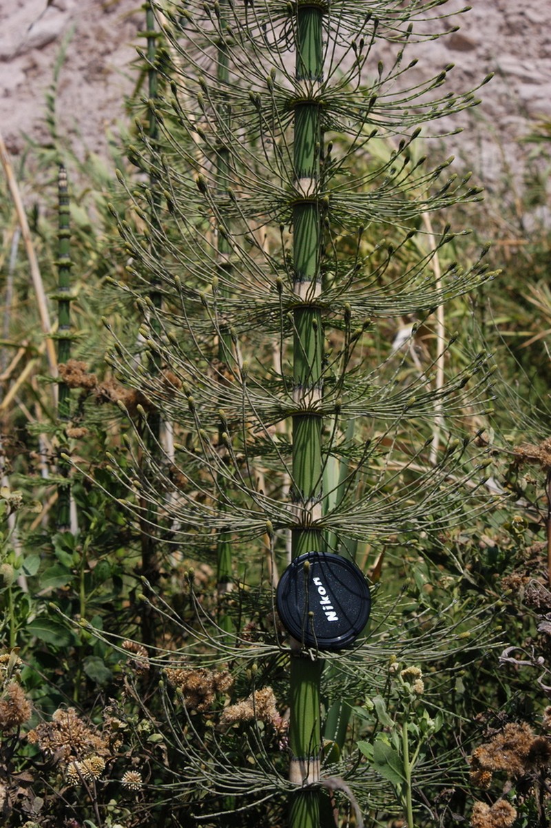 Equisetum xylochaetum photo 4