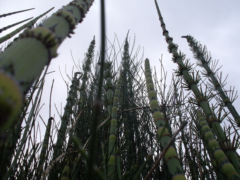 Equisetum xylochaetum photo 5