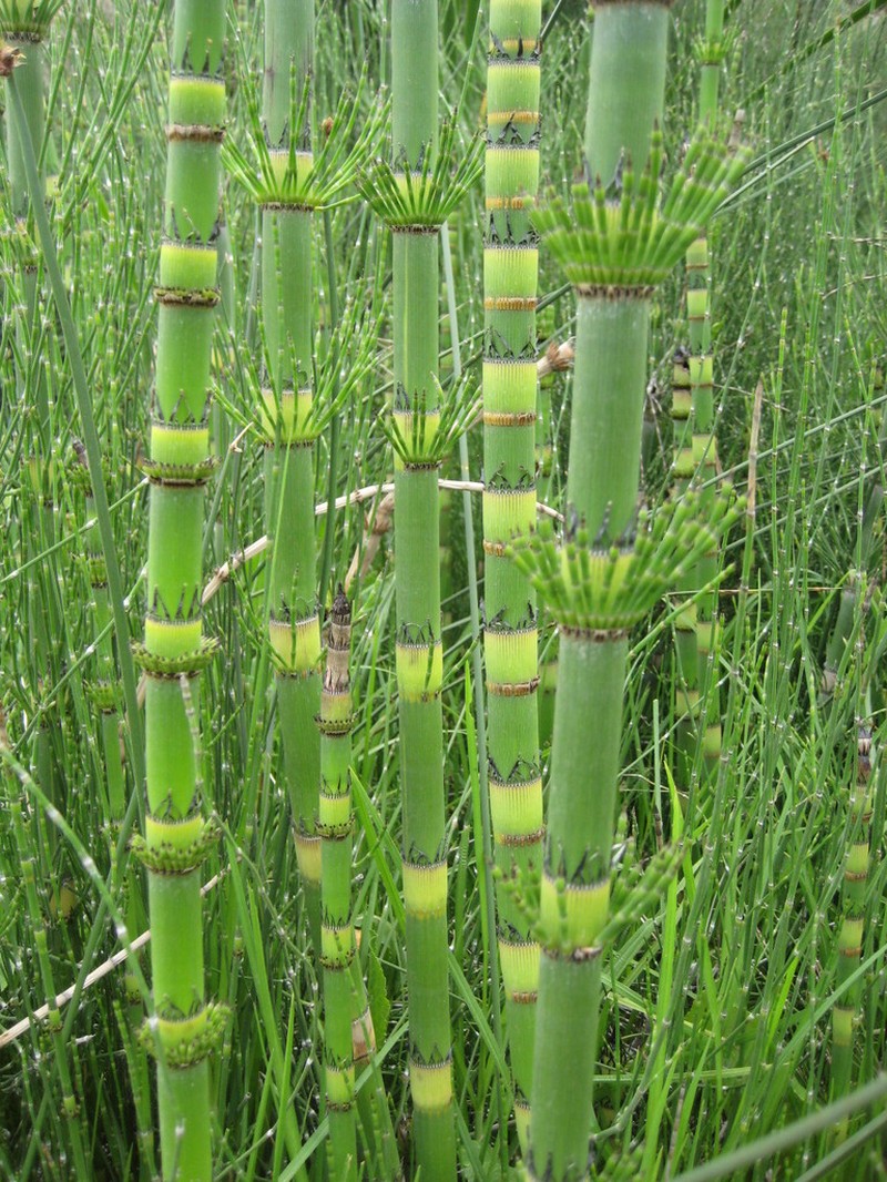 Equisetum xylochaetum photo 6