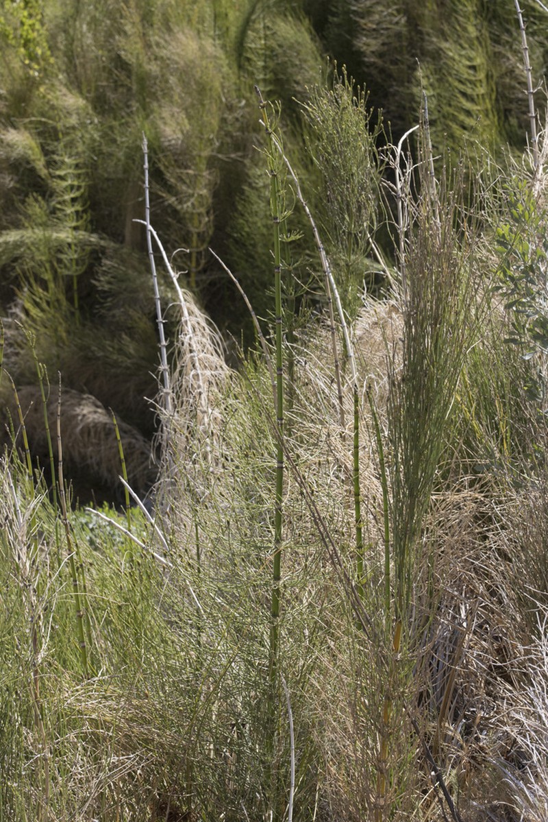 Equisetum xylochaetum photo 7