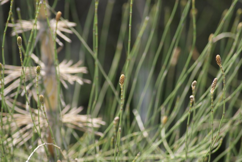 Equisetum xylochaetum photo 8