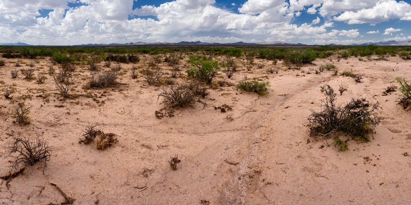 Darnel Lovegrass photo 2