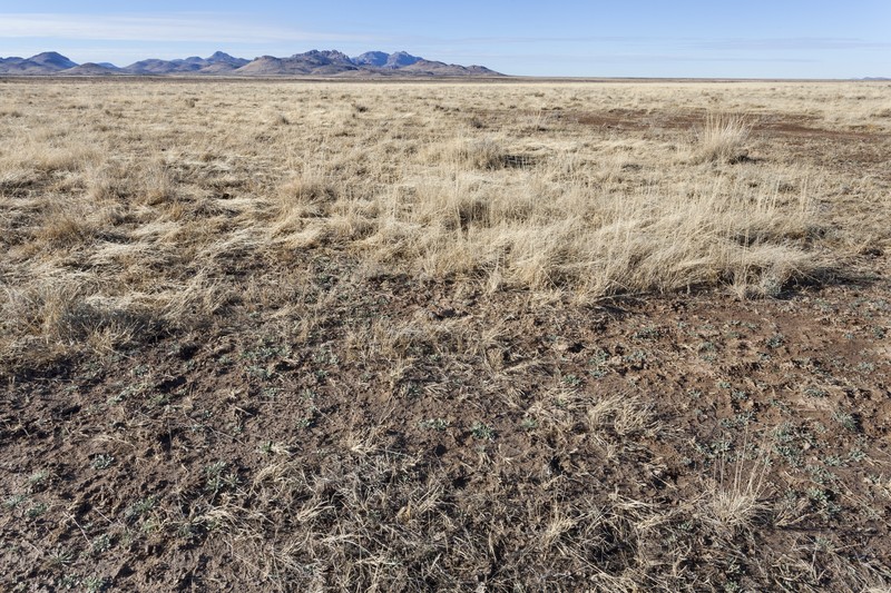 Darnel Lovegrass photo 3