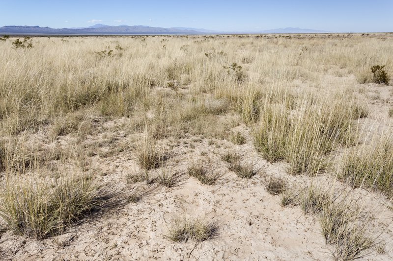 Darnel Lovegrass photo 4