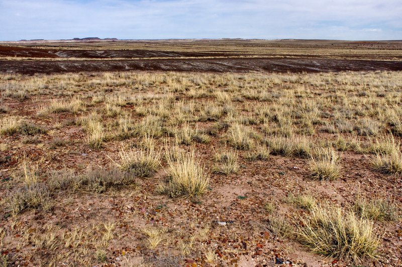 Darnel Lovegrass photo 5