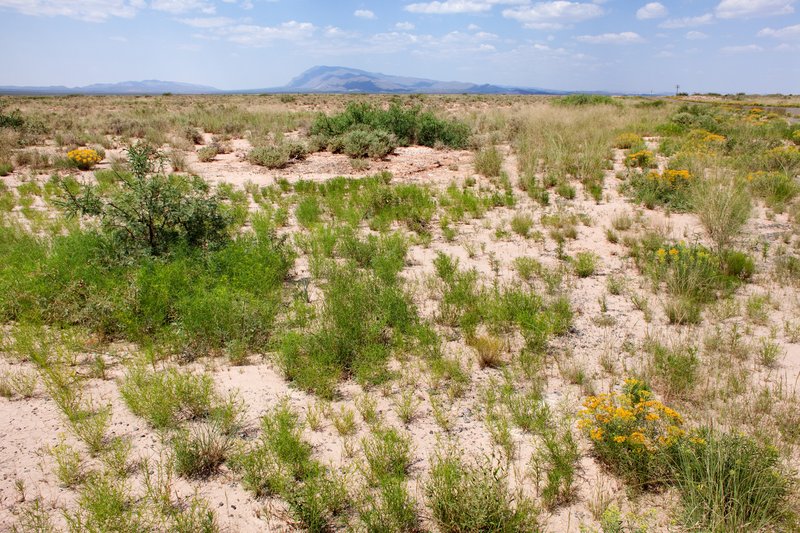 Darnel Lovegrass photo 6