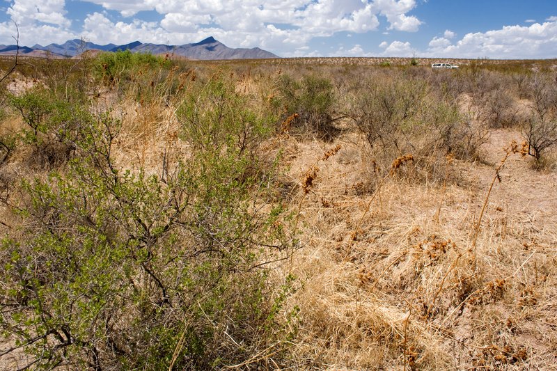 Darnel Lovegrass photo 7