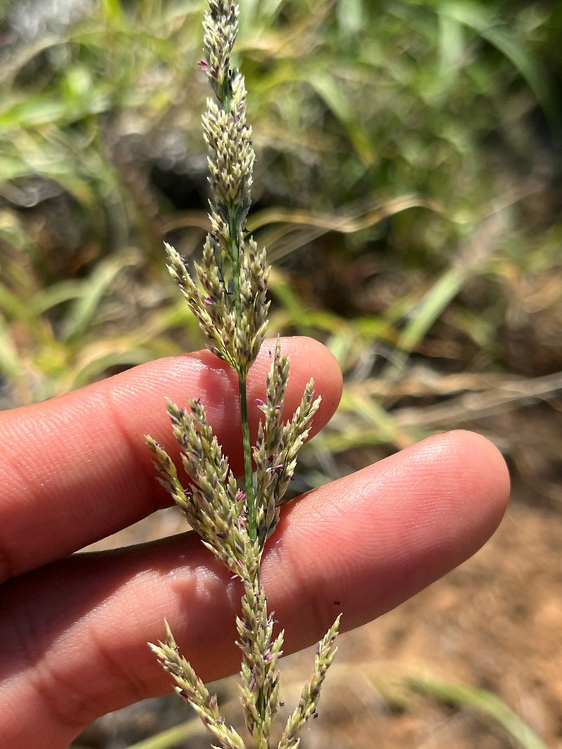 Hardstem Lovegrass