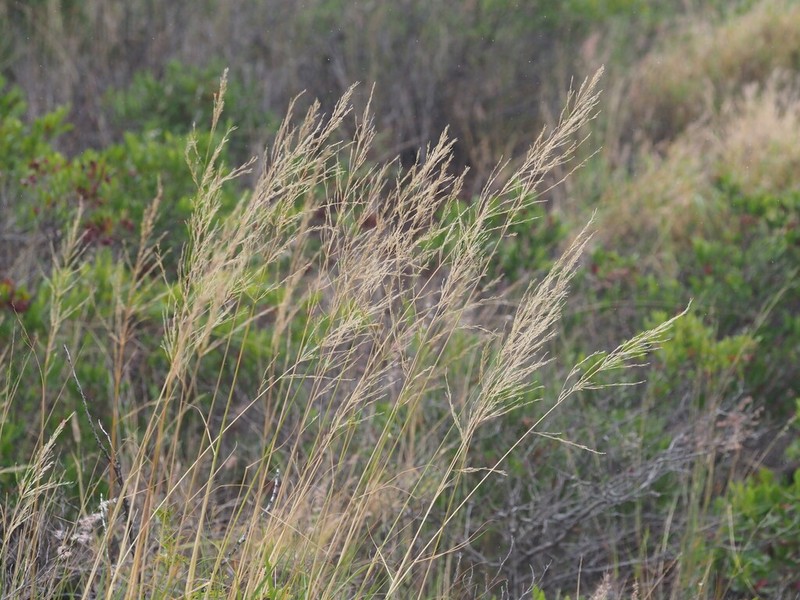 Hardstem Lovegrass photo 2