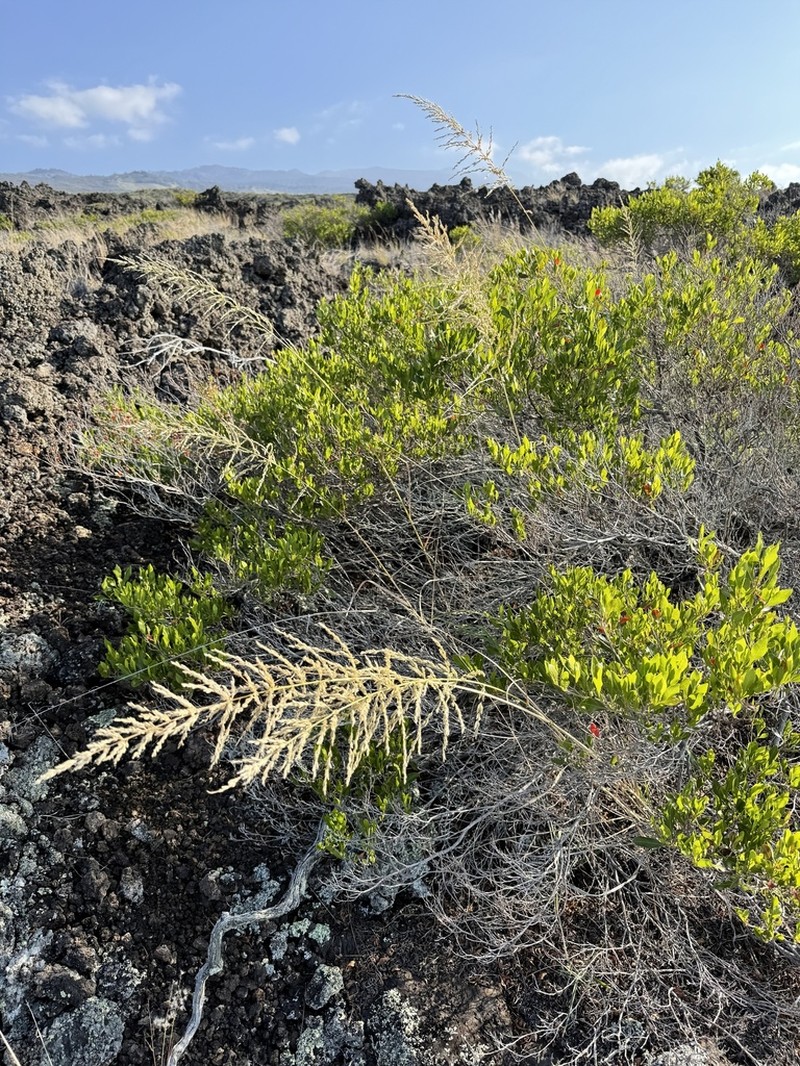 Hardstem Lovegrass photo 3