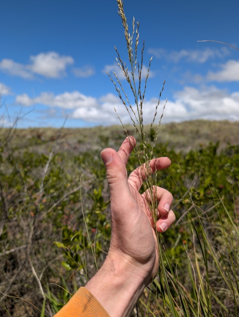 Hardstem Lovegrass photo 4