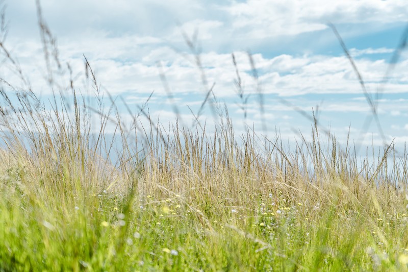 Hardstem Lovegrass photo 5