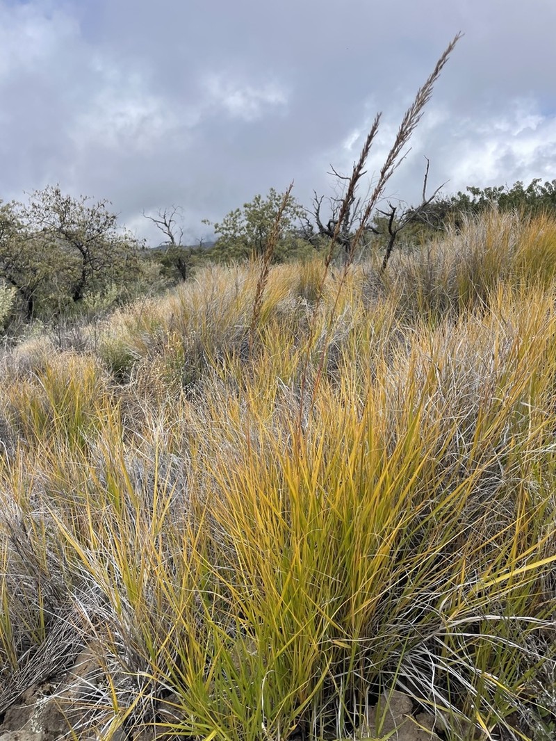 Hardstem Lovegrass photo 6