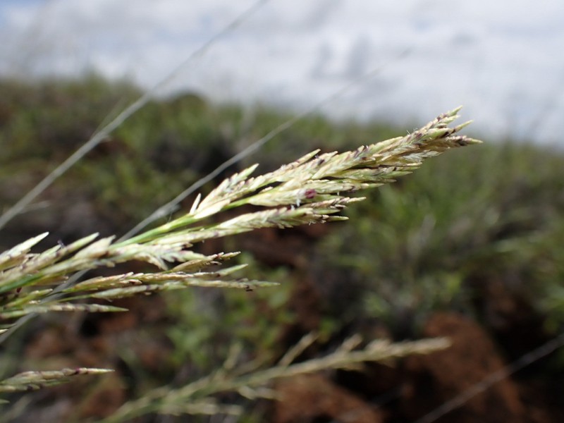 Hardstem Lovegrass photo 7