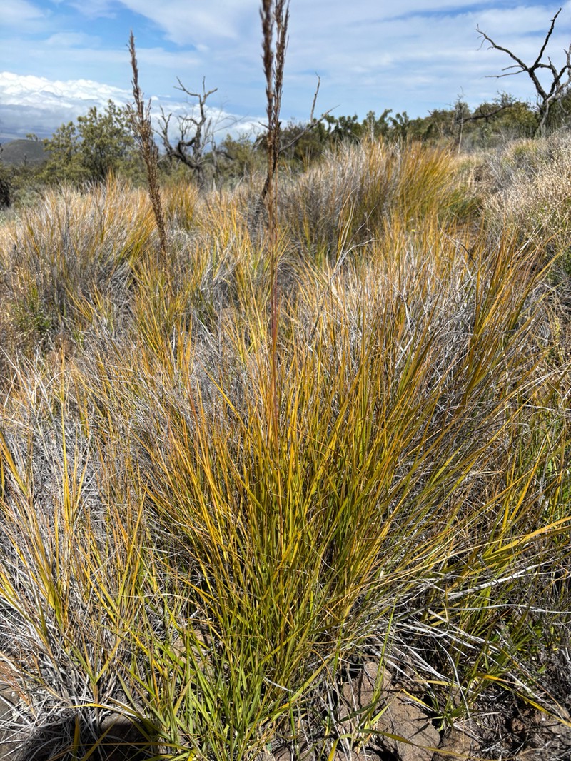Hardstem Lovegrass photo 8
