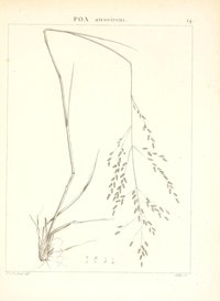 Thalia Lovegrass
