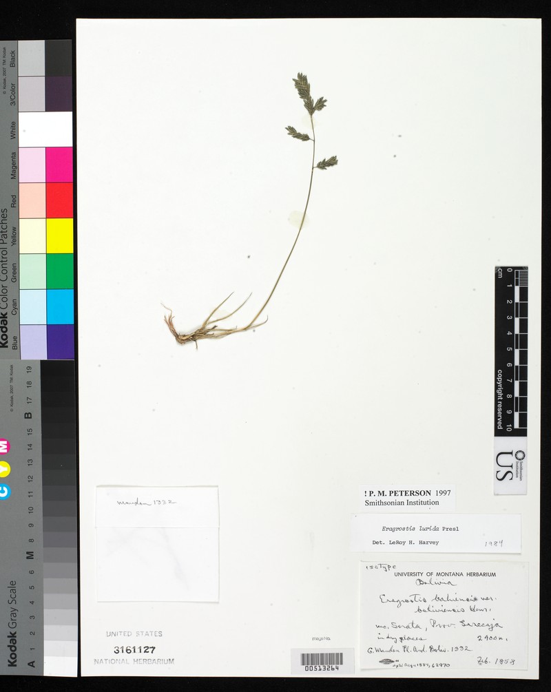 Bahia Lovegrass photo 5