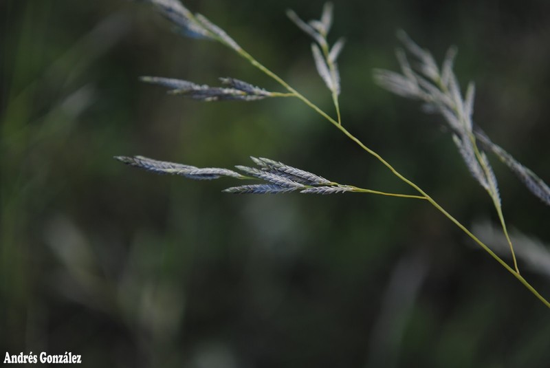 Bahia Lovegrass photo 2