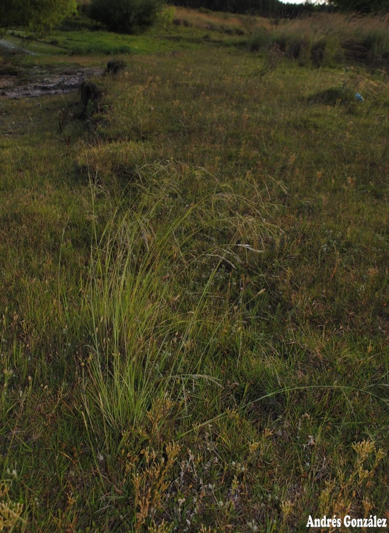 Bahia Lovegrass photo 3