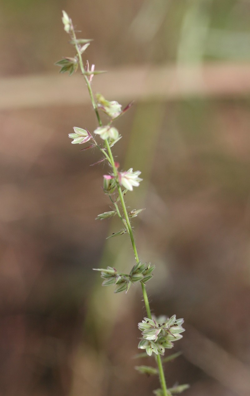 Eragrostis baileyi photo 2