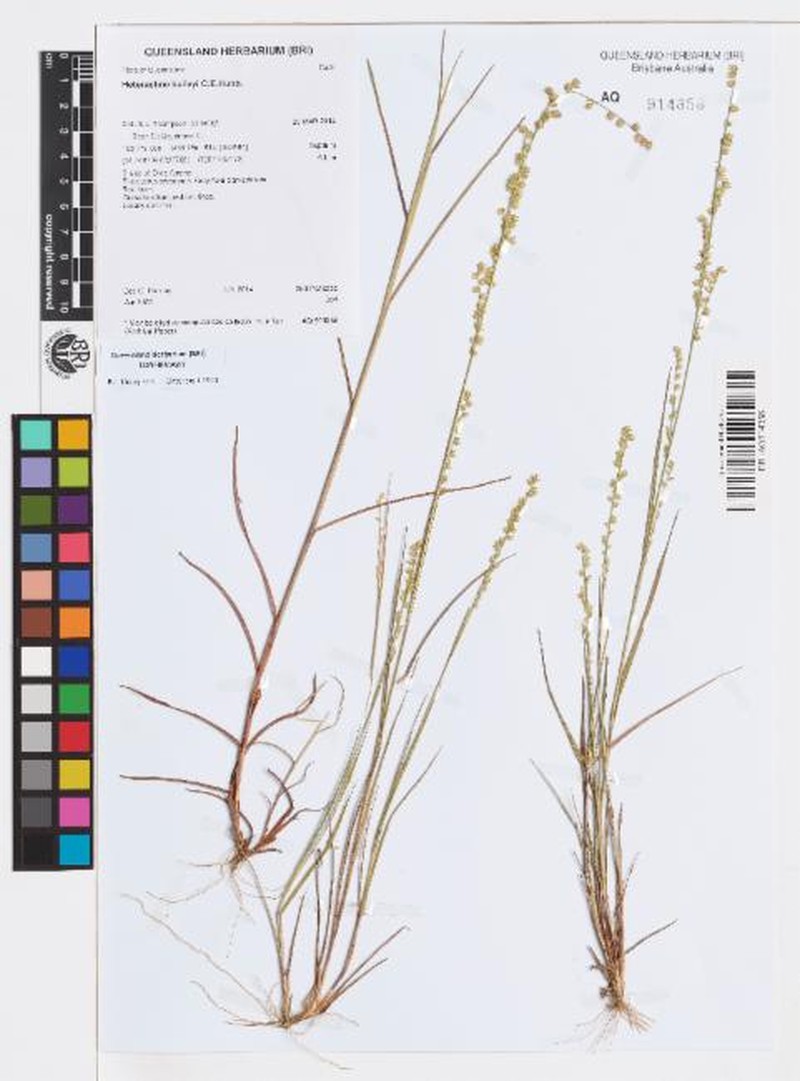 Eragrostis baileyi photo 3