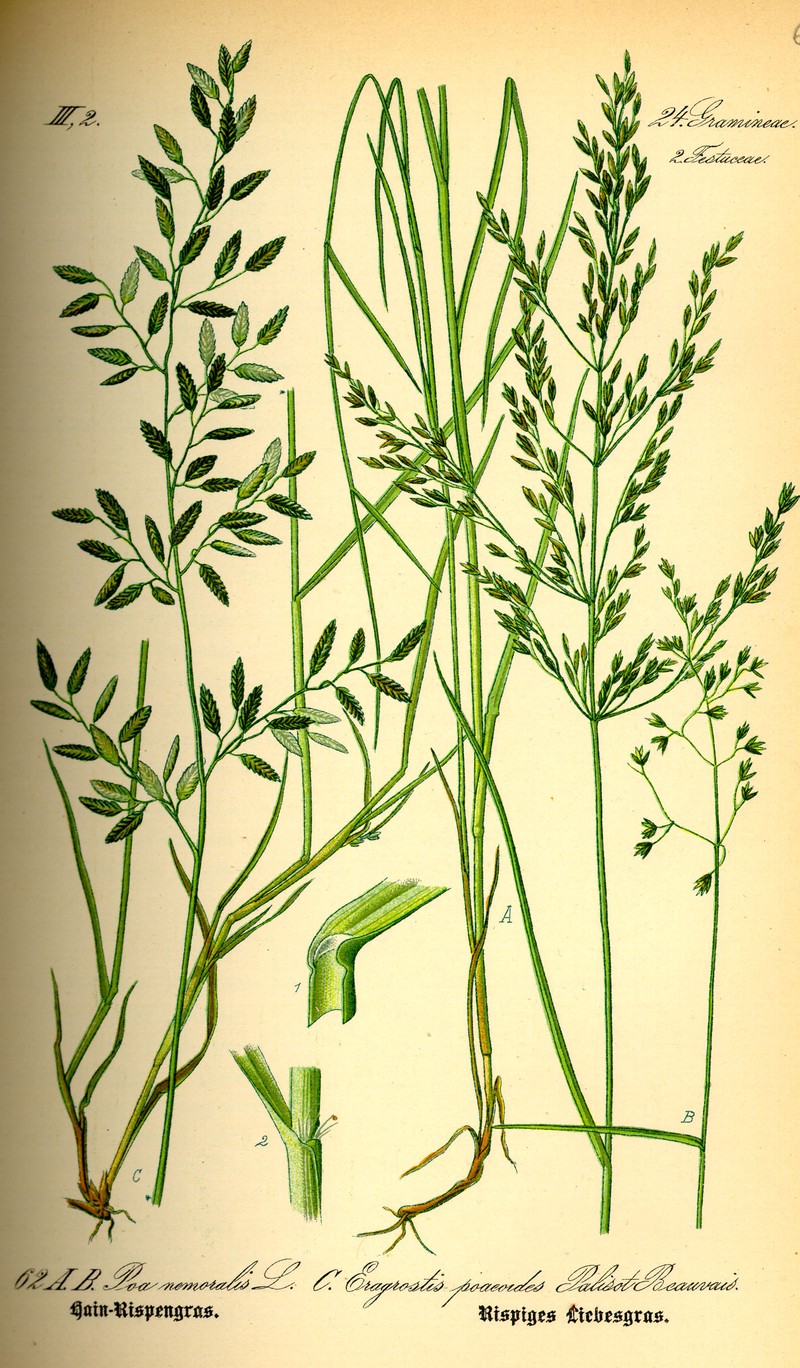 Mediterranean Lovegrass photo 5