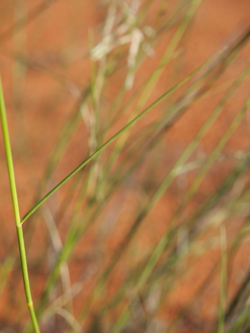 Mediterranean Lovegrass photo 3